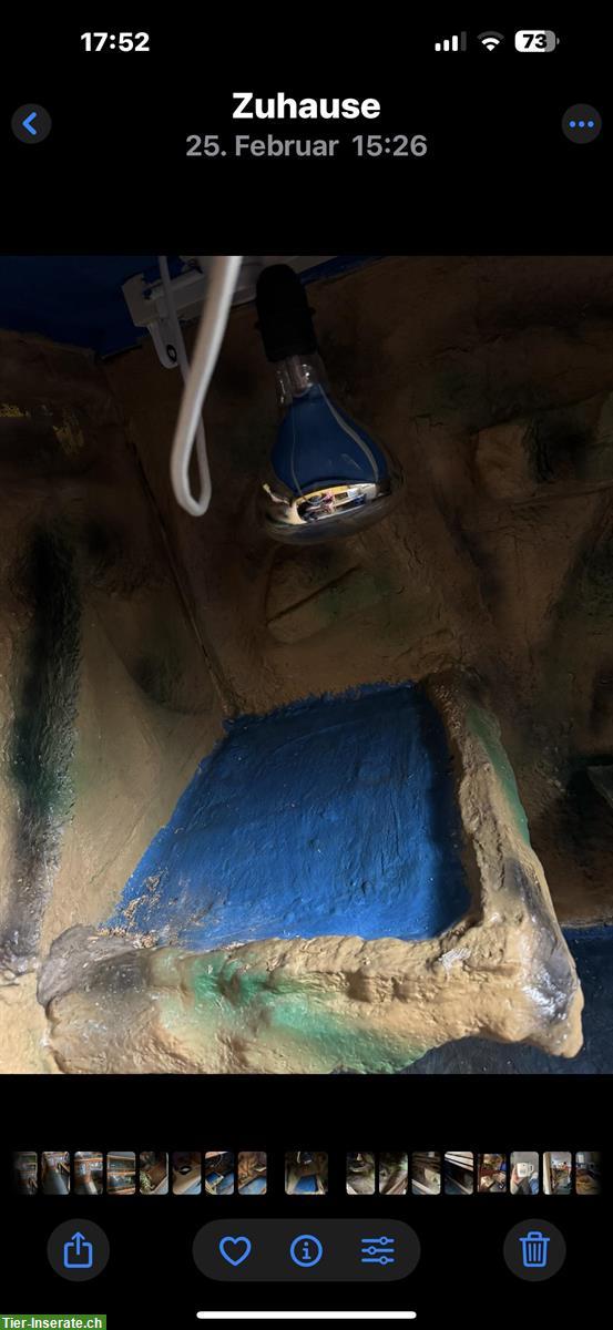 Bild 2: Schönes Terrarium 150x80x100cm zu verkaufen