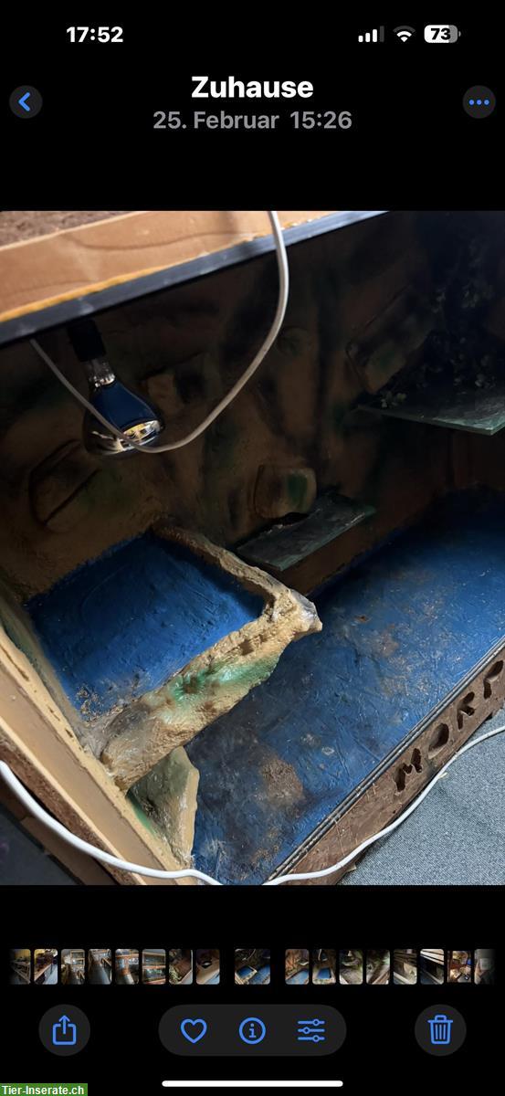 Bild 4: Schönes Terrarium 150x80x100cm zu verkaufen