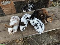 Junge zahme Kaninchen, klein bis grosse Rasse