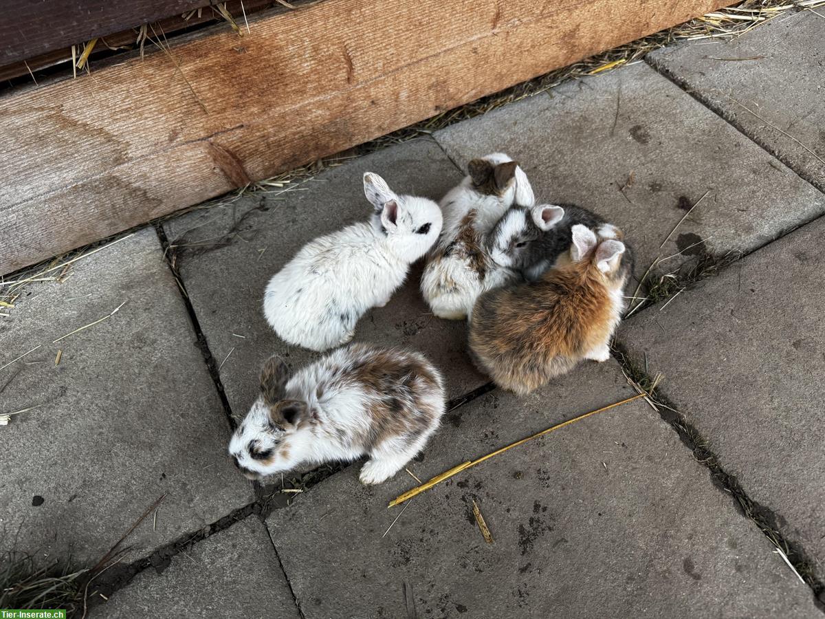 Bild 2: Junge zahme Kaninchen, klein bis grosse Rasse