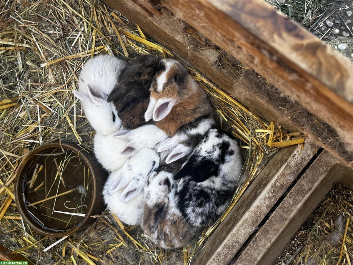 Bild 3: Junge zahme Kaninchen, klein bis grosse Rasse