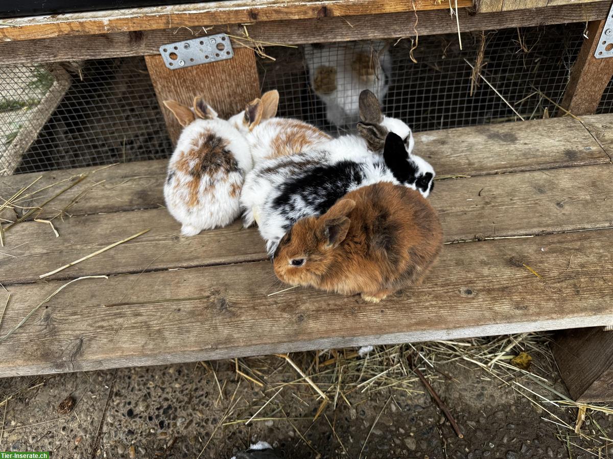 Bild 4: Junge zahme Kaninchen, klein bis grosse Rasse