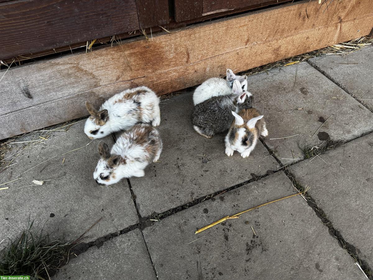 Bild 5: Junge zahme Kaninchen, klein bis grosse Rasse