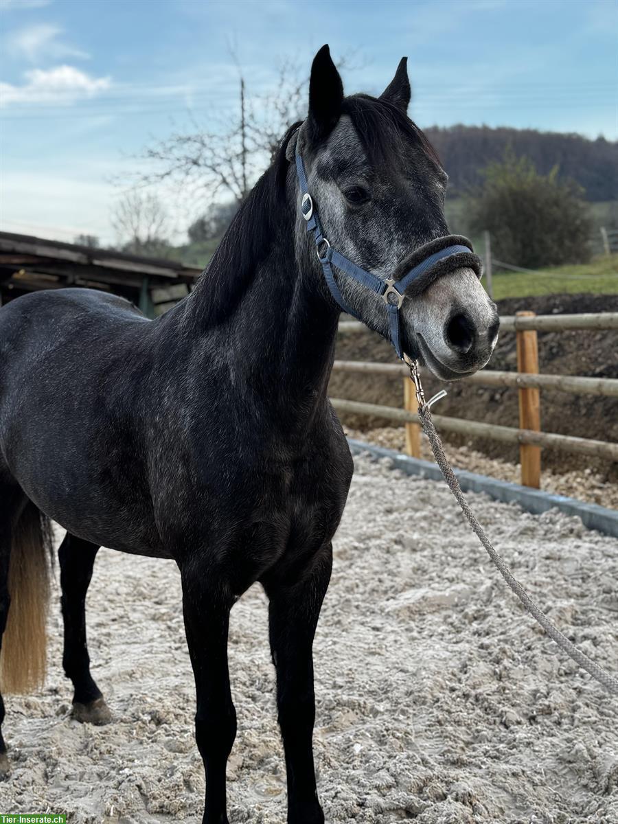 Hübsche grosse Connemara Stute, 4,5-jährig, 1.55cm