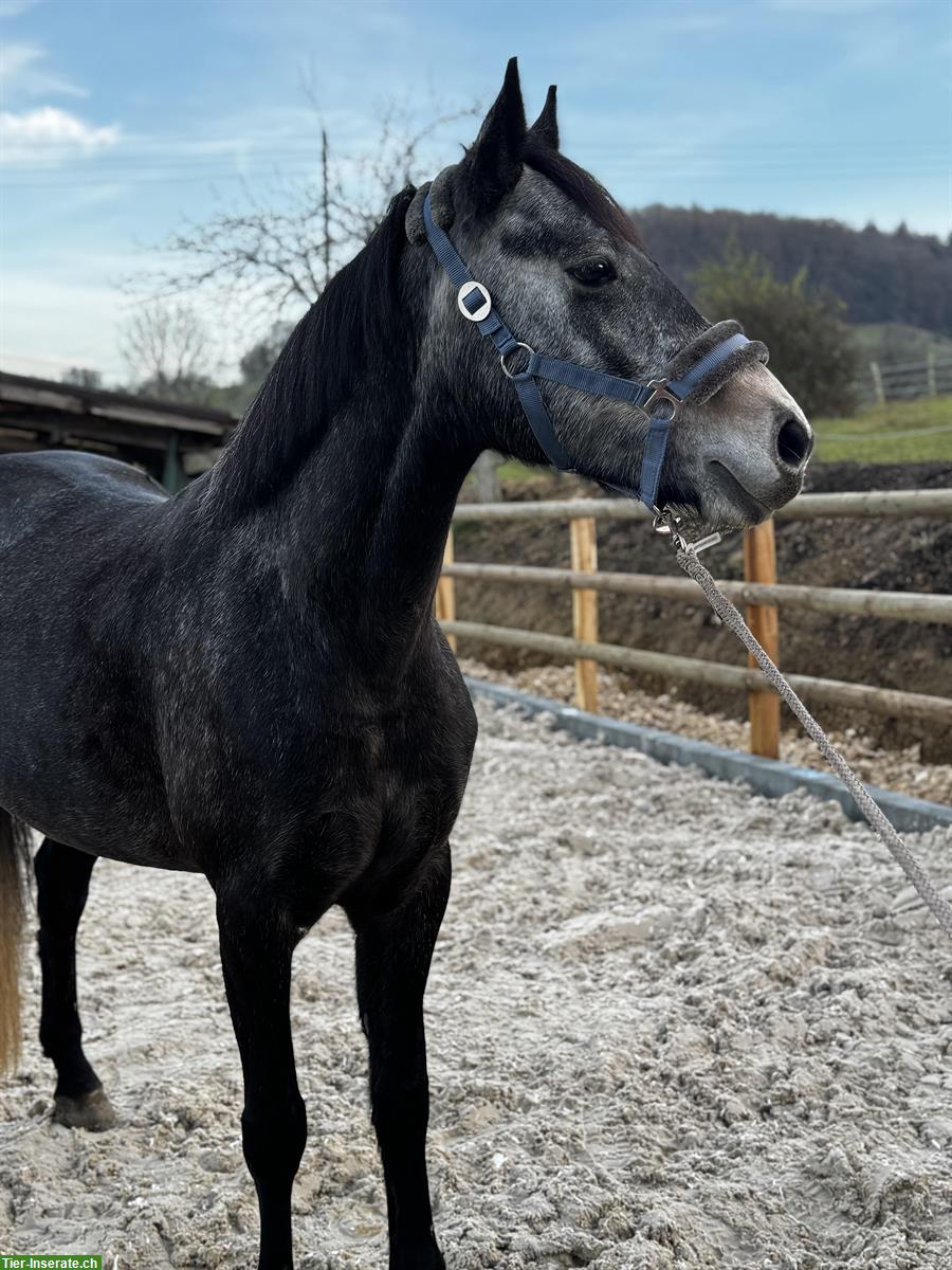 Bild 2: Hübsche grosse Connemara Stute, 4,5-jährig, 1.55cm