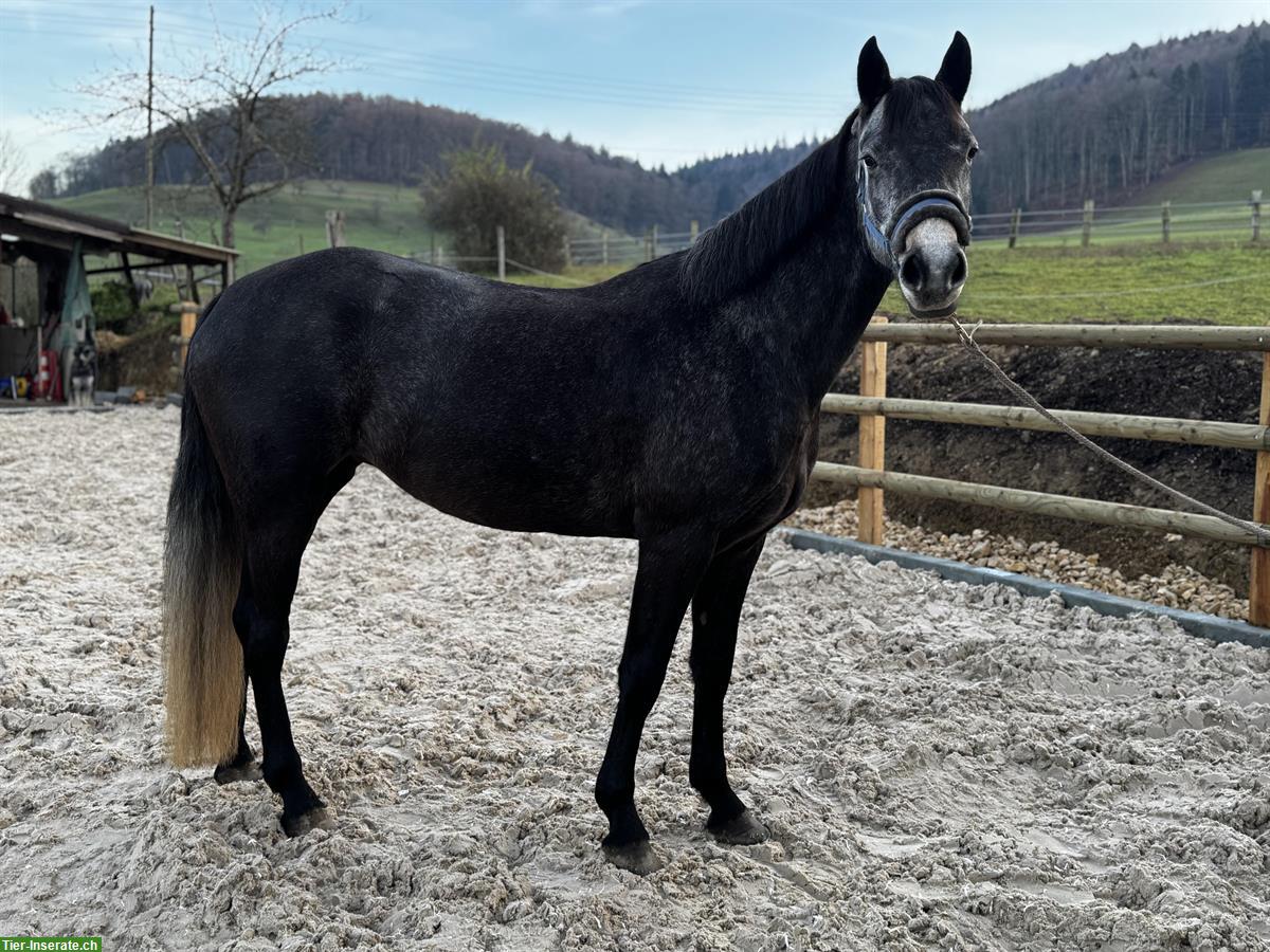 Bild 3: Hübsche grosse Connemara Stute, 4,5-jährig, 1.55cm