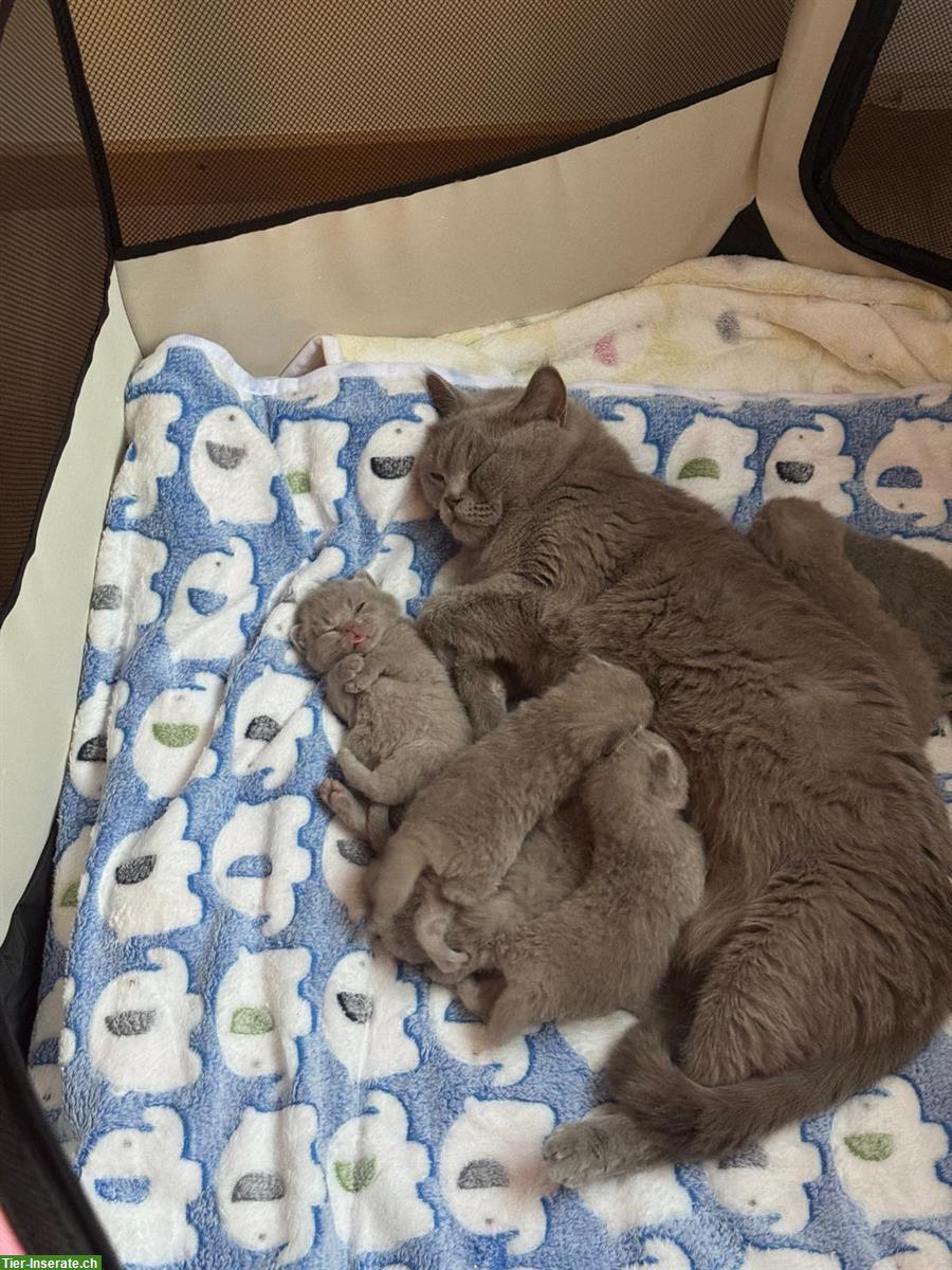 Reinrassige BKH Kitten suchen ein Zuhause