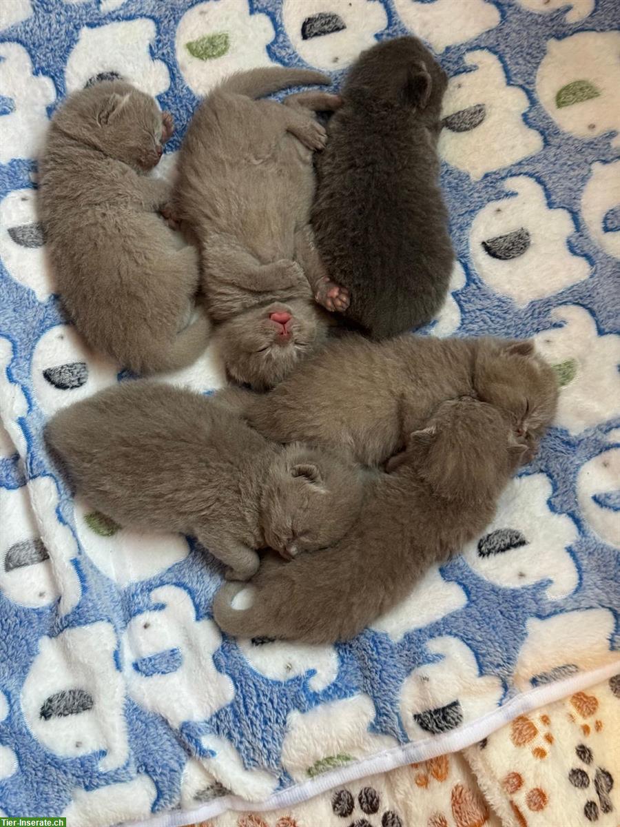 Bild 2: Reinrassige BKH Kitten suchen ein Zuhause