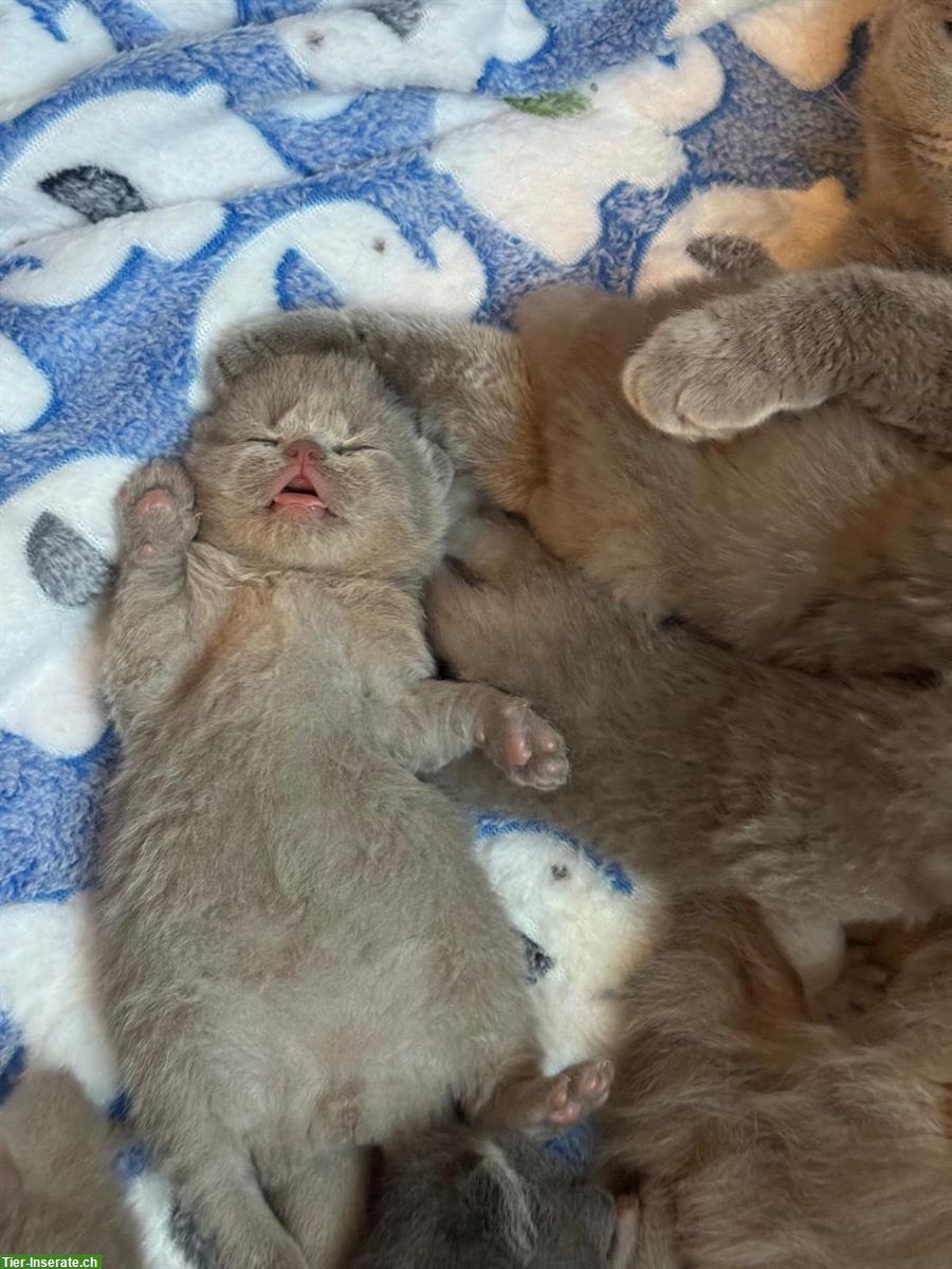 Bild 3: Reinrassige BKH Kitten suchen ein Zuhause