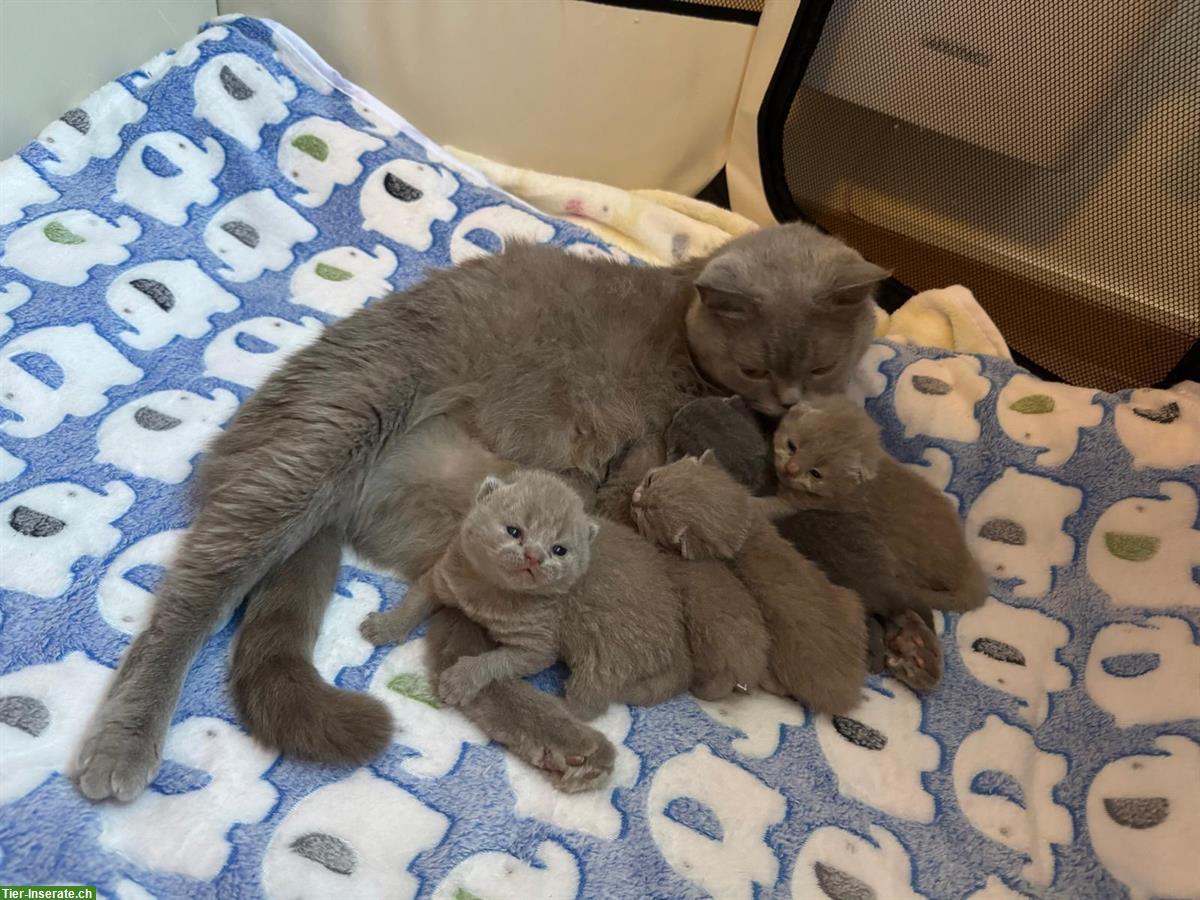 Bild 4: Reinrassige BKH Kitten suchen ein Zuhause