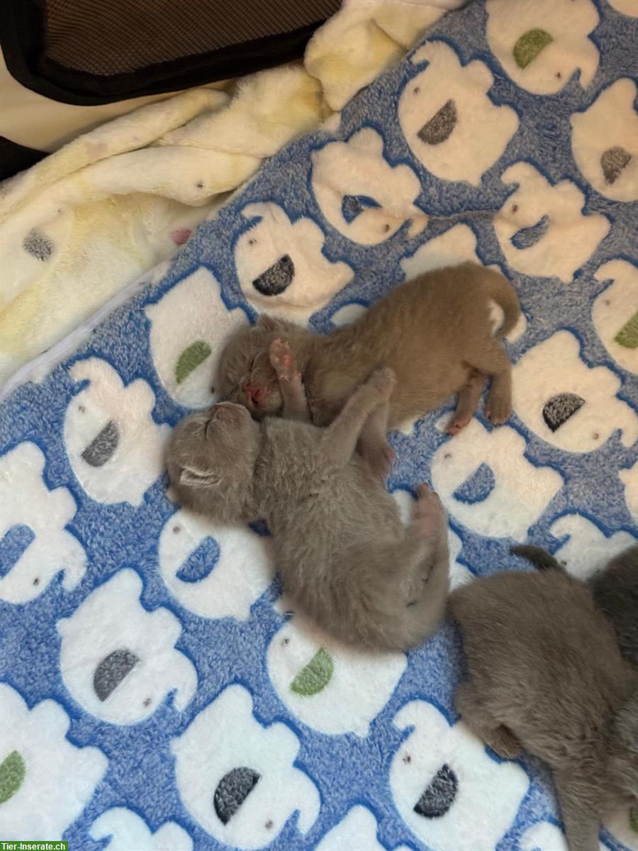 Bild 5: Reinrassige BKH Kitten suchen ein Zuhause