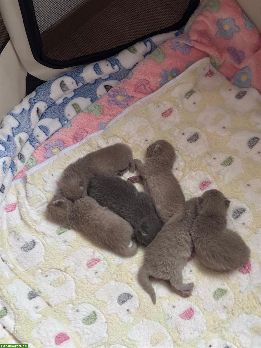 Bild 6: Reinrassige BKH Kitten suchen ein Zuhause