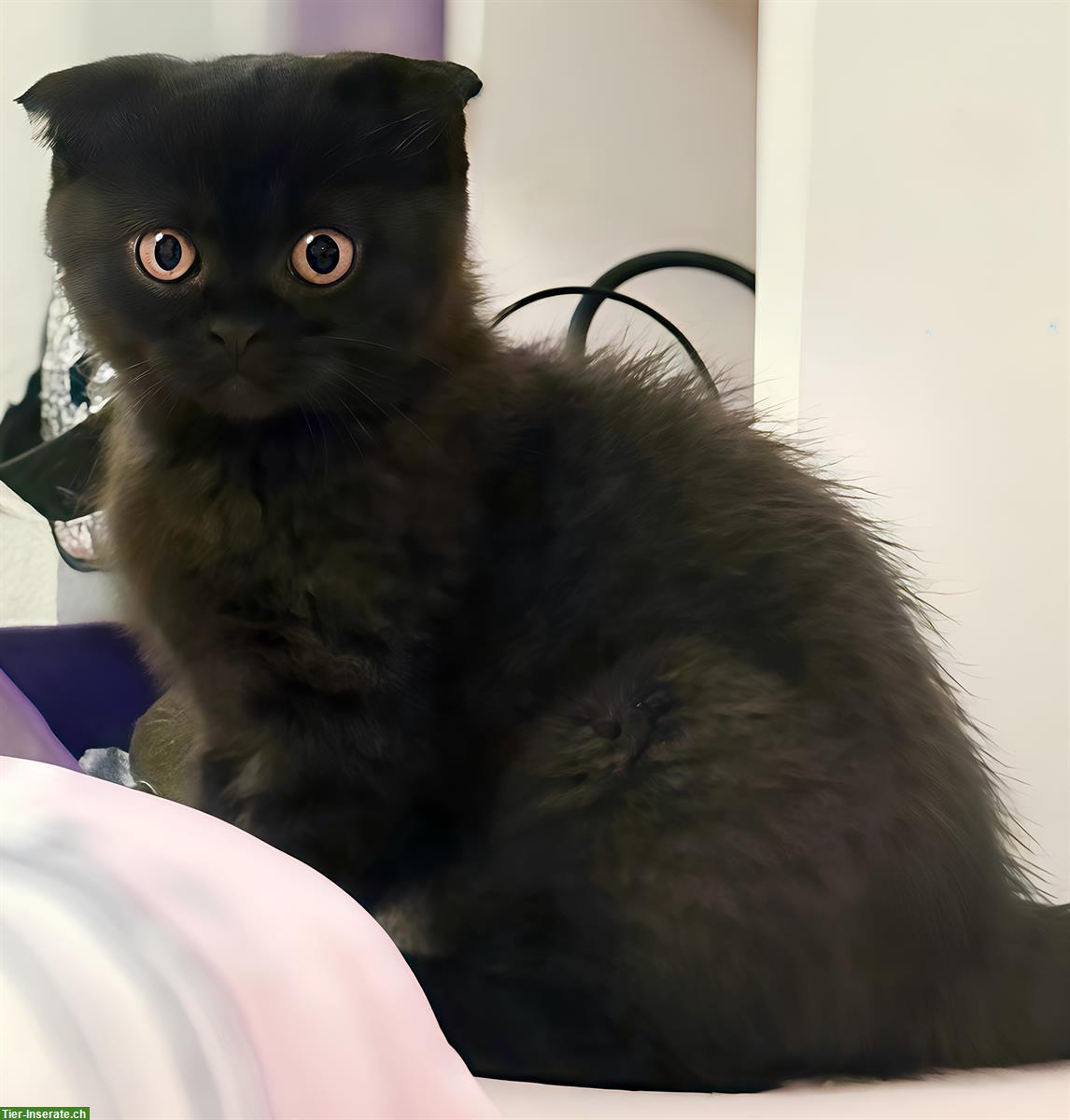 Scottish Fold Kätzchen sucht neues Zuhause