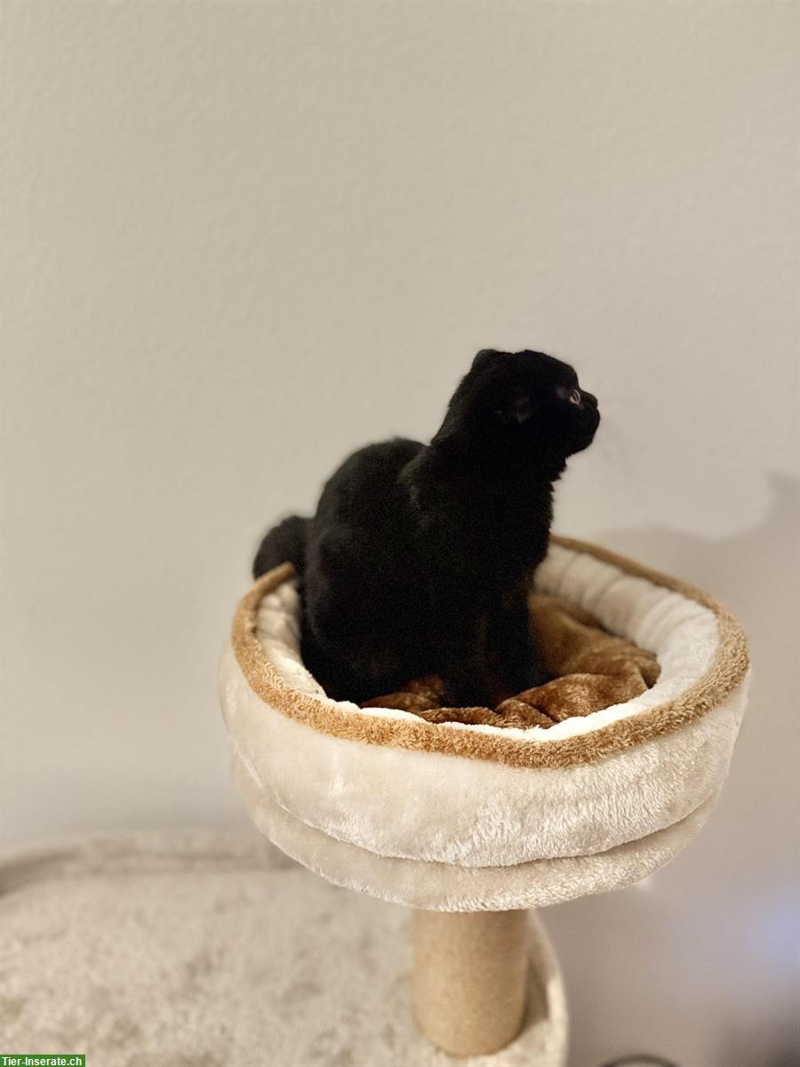 Bild 2: Scottish Fold Kätzchen sucht neues Zuhause