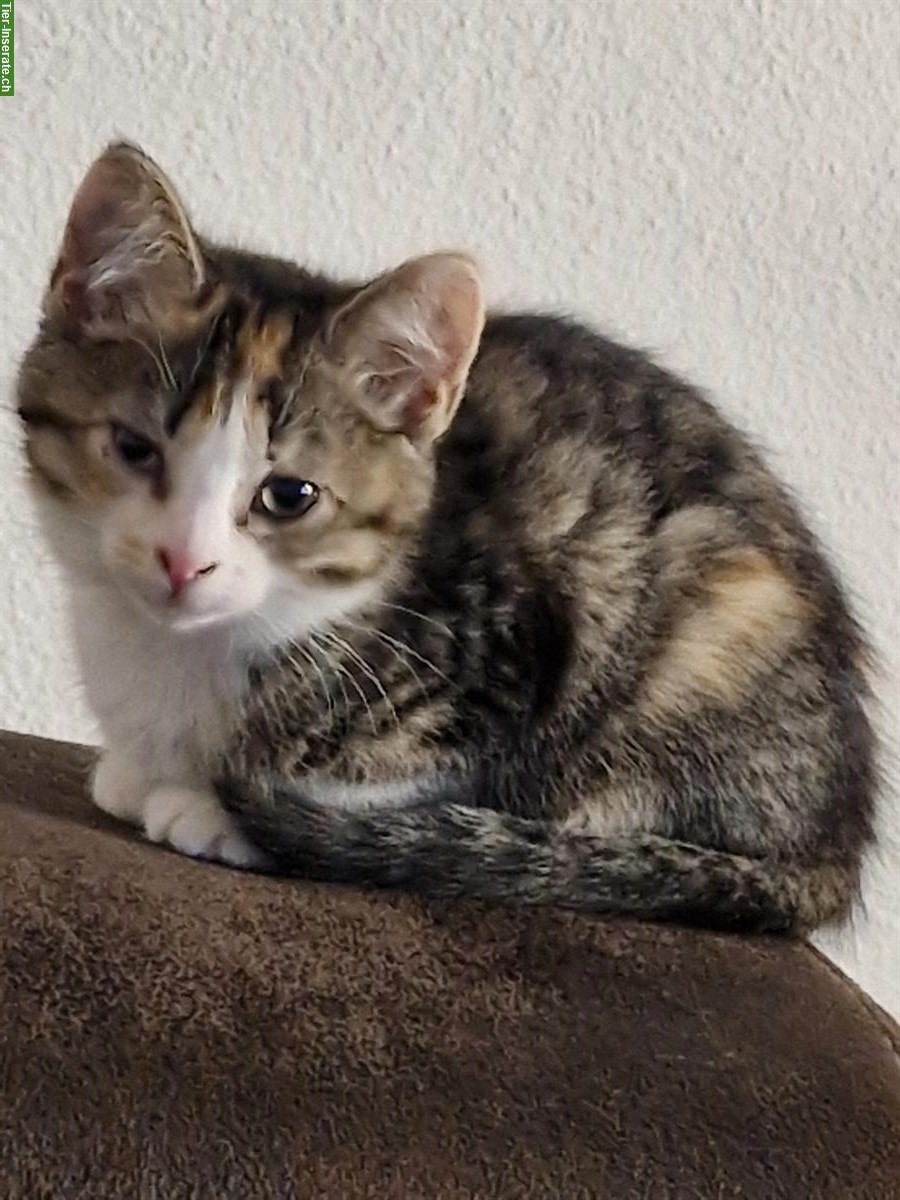 Junge Katze, weiblich, 12 Wochen alt zu verkaufen