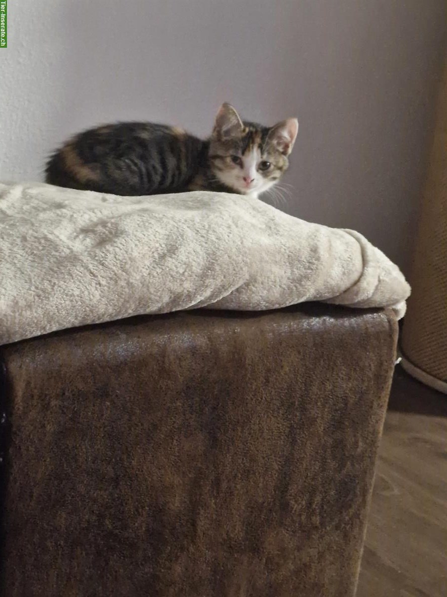 Bild 2: Junge Katze, weiblich, 12 Wochen alt zu verkaufen