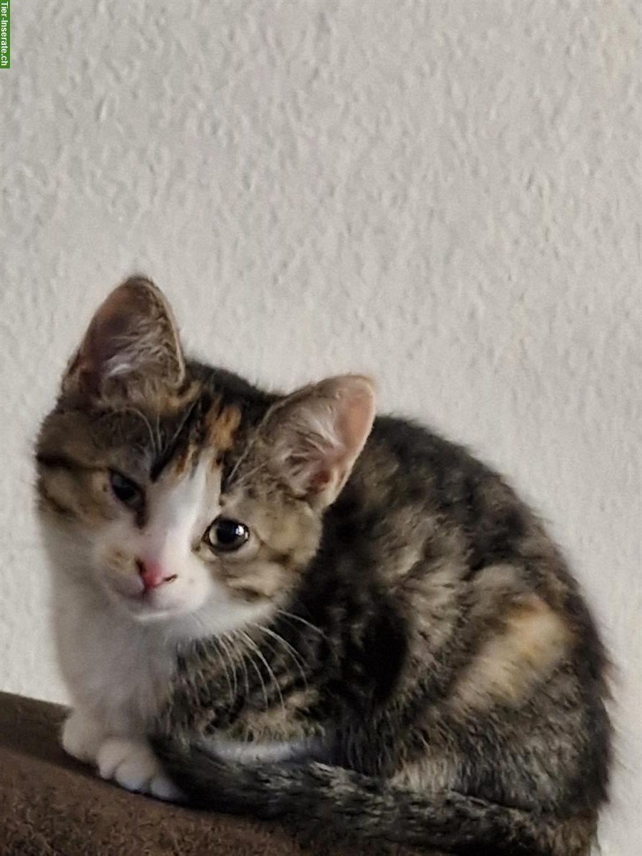 Bild 3: Junge Katze, weiblich, 12 Wochen alt zu verkaufen