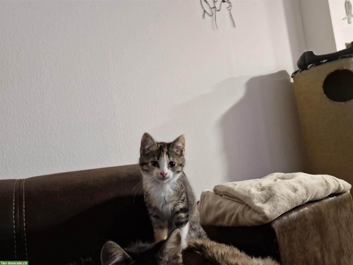 Bild 4: Junge Katze, weiblich, 12 Wochen alt zu verkaufen
