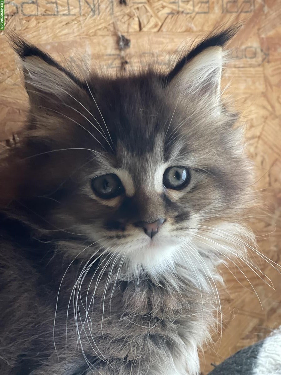 Maine Coon Kätzchen mit Stammbaum zu verkaufen