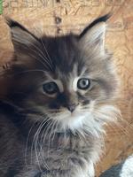 Maine Coon Kätzchen mit Stammbaum zu verkaufen
