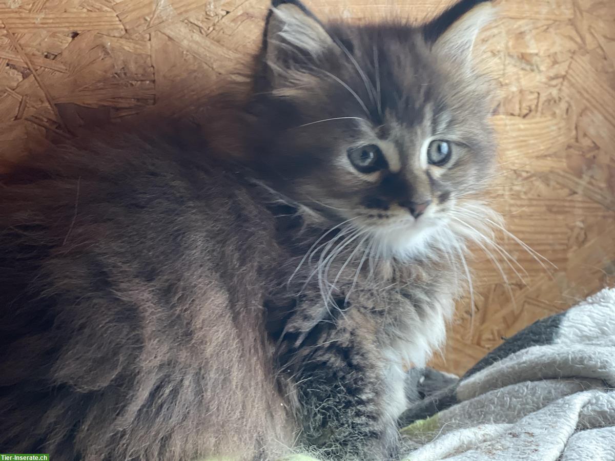 Bild 2: Maine Coon Kätzchen mit Stammbaum zu verkaufen