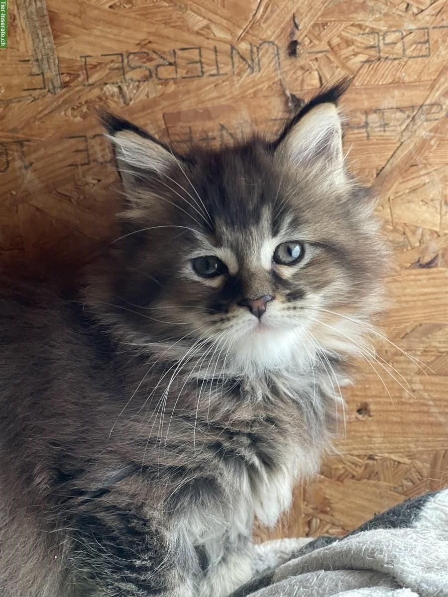 Bild 3: Maine Coon Kätzchen mit Stammbaum zu verkaufen