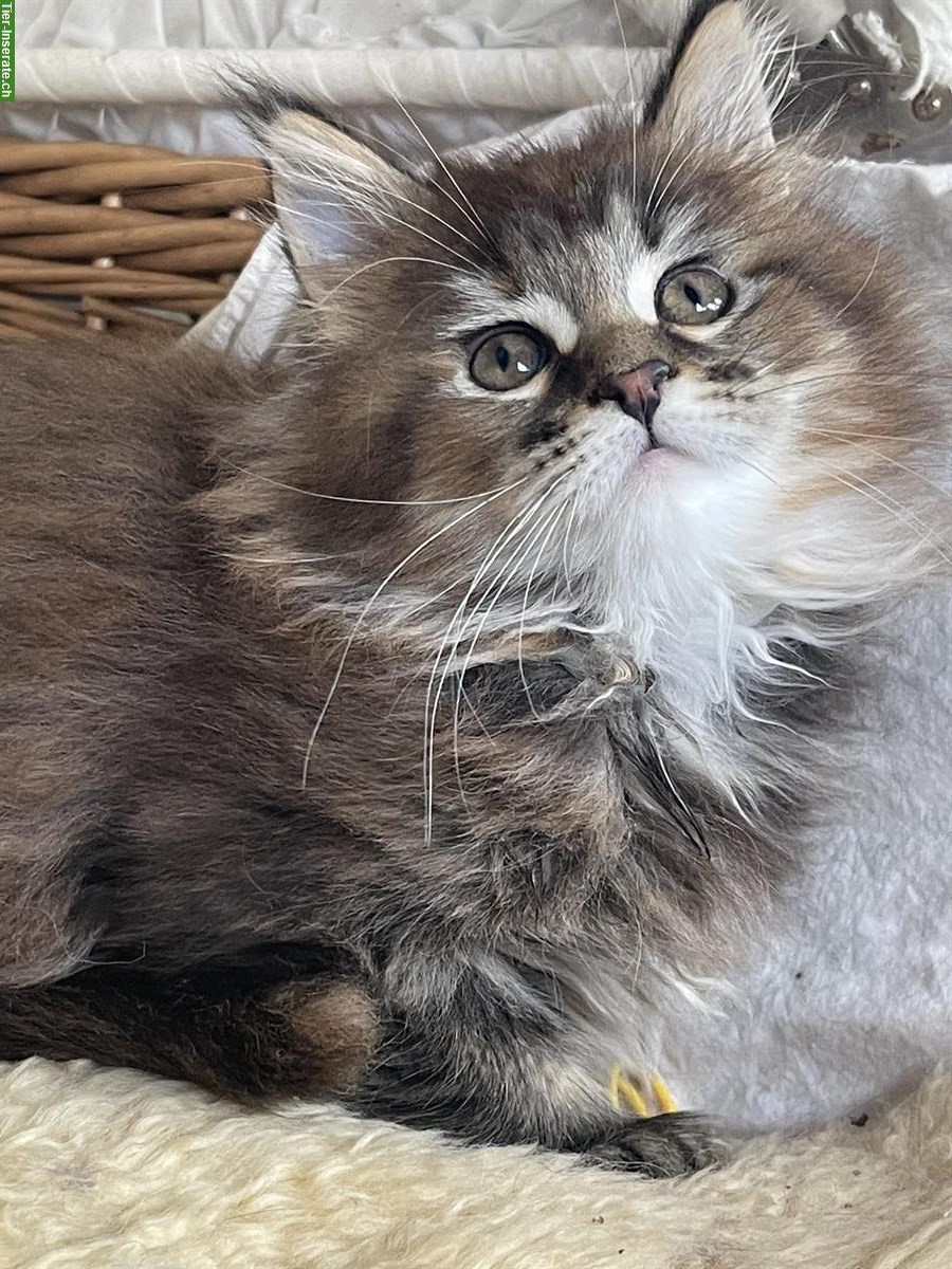 Bild 4: Maine Coon Kätzchen mit Stammbaum zu verkaufen