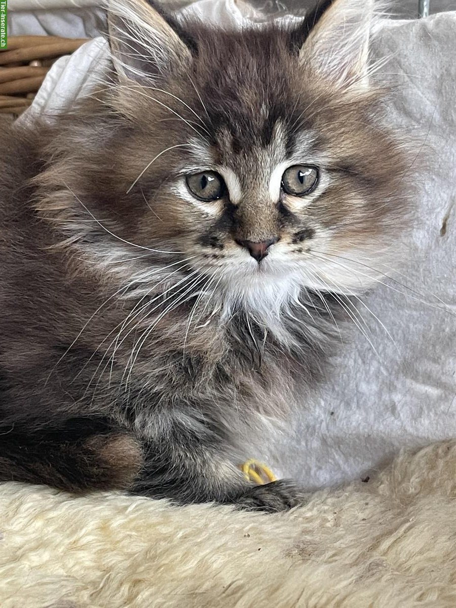 Bild 5: Maine Coon Kätzchen mit Stammbaum zu verkaufen