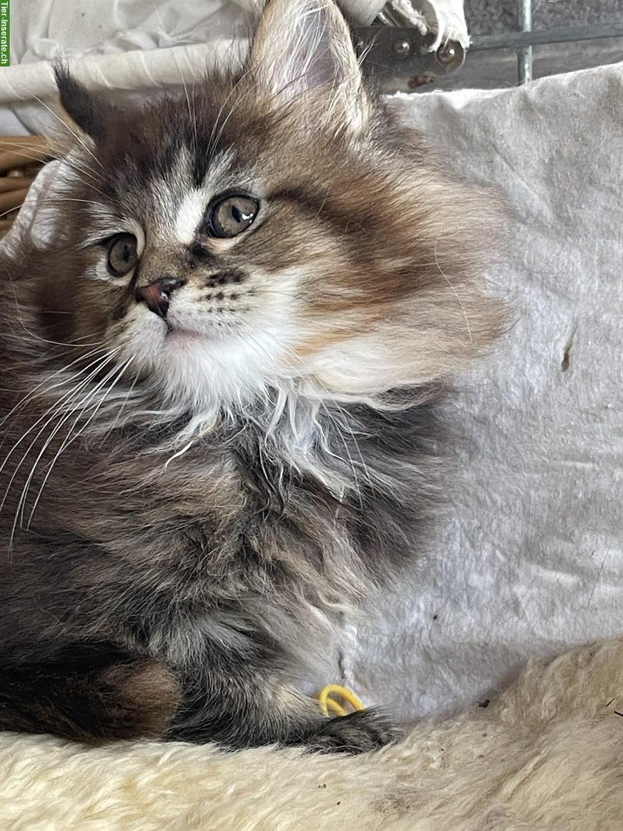 Bild 6: Maine Coon Kätzchen mit Stammbaum zu verkaufen