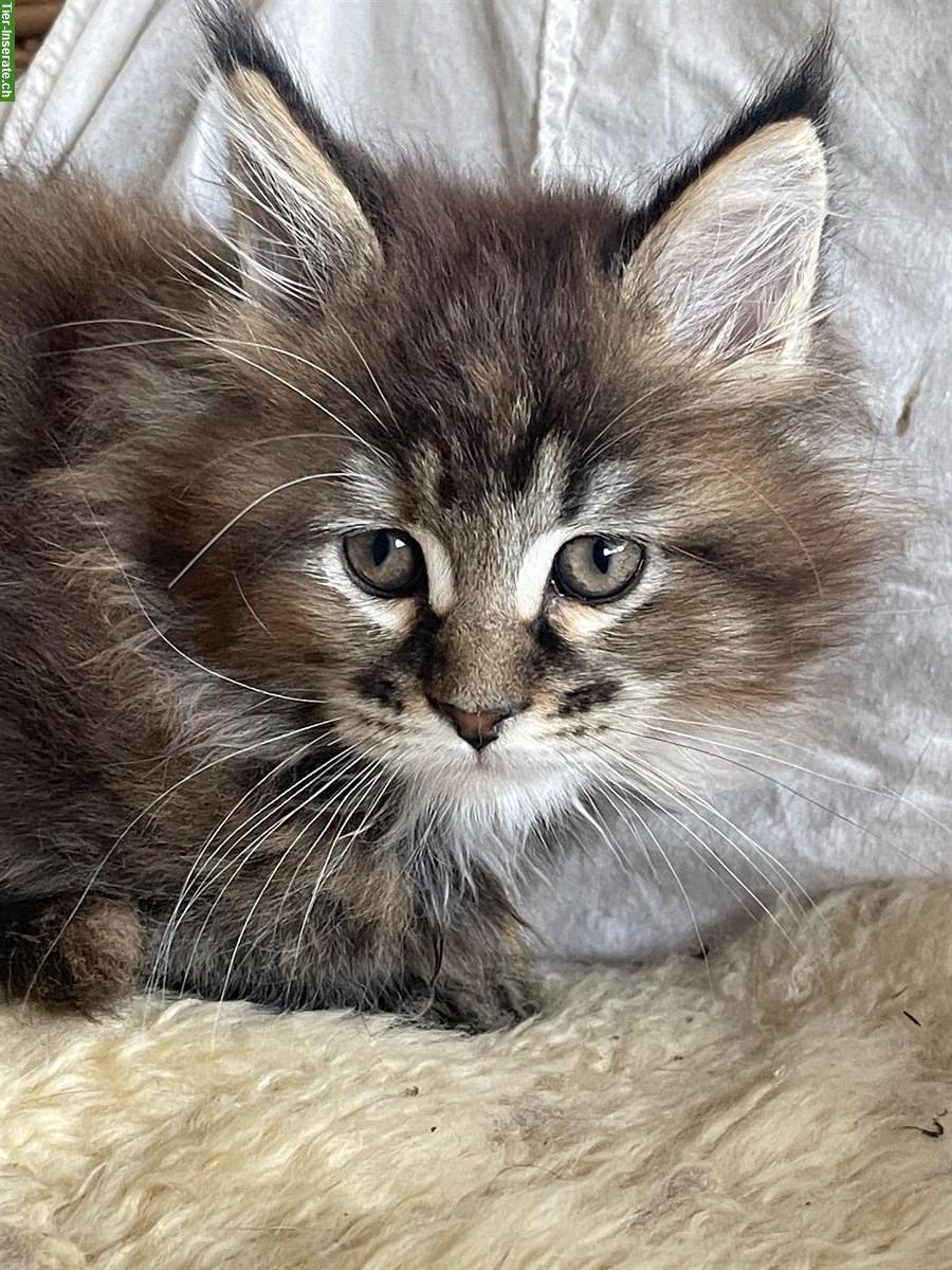 Bild 7: Maine Coon Kätzchen mit Stammbaum zu verkaufen