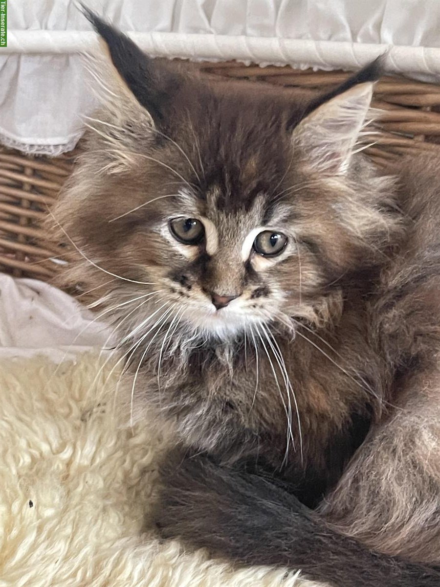 Bild 8: Maine Coon Kätzchen mit Stammbaum zu verkaufen