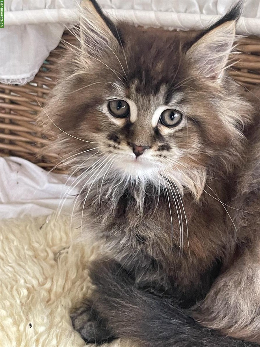 Bild 9: Maine Coon Kätzchen mit Stammbaum zu verkaufen