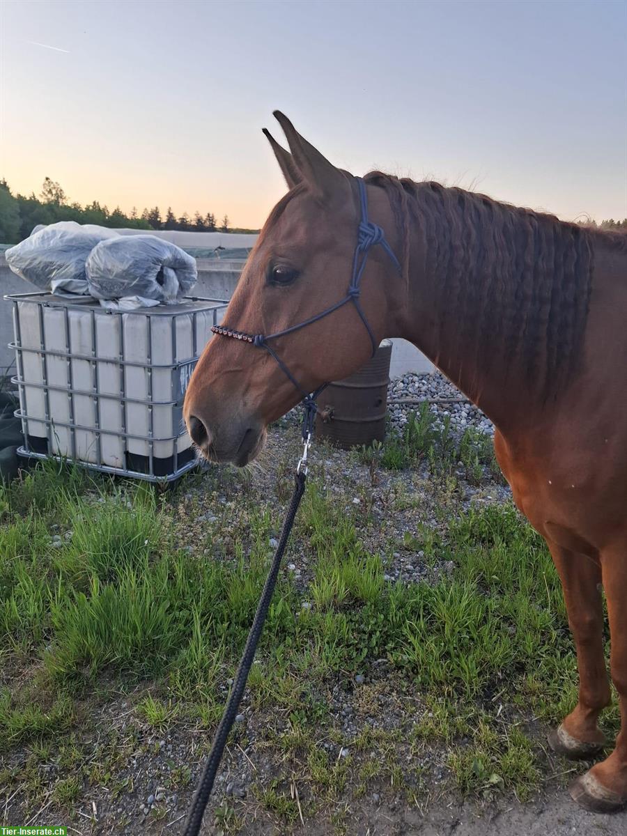 Reitbeteiligung für den eher speziellen Fall, Winterberg ZH