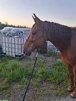 Reitbeteiligung für den eher speziellen Fall, Winterberg ZH