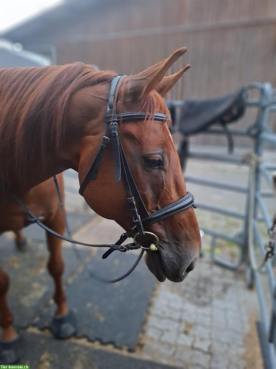 Bild 2: Reitbeteiligung für den eher speziellen Fall, Winterberg ZH
