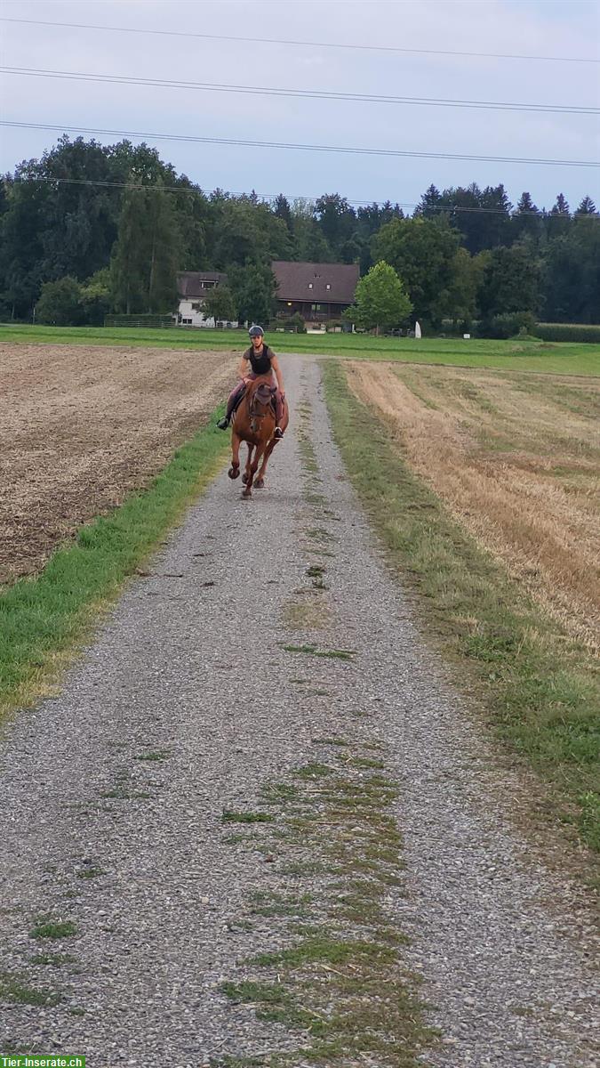 Bild 3: Reitbeteiligung für den eher speziellen Fall, Winterberg ZH