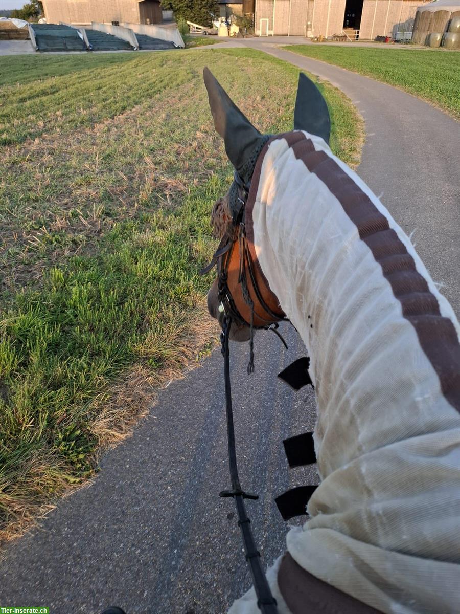 Bild 4: Reitbeteiligung für den eher speziellen Fall, Winterberg ZH