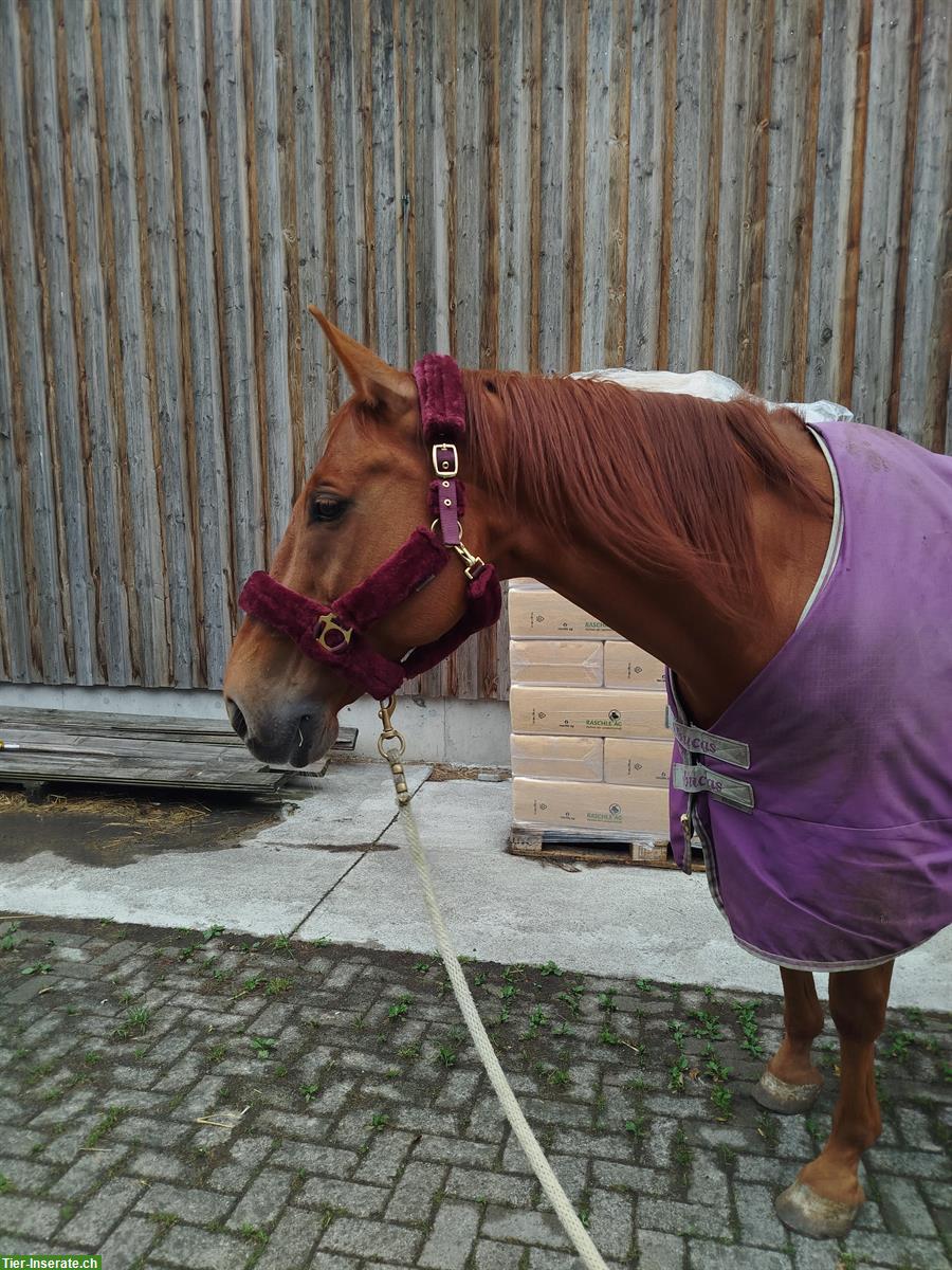 Bild 5: Reitbeteiligung für den eher speziellen Fall, Winterberg ZH