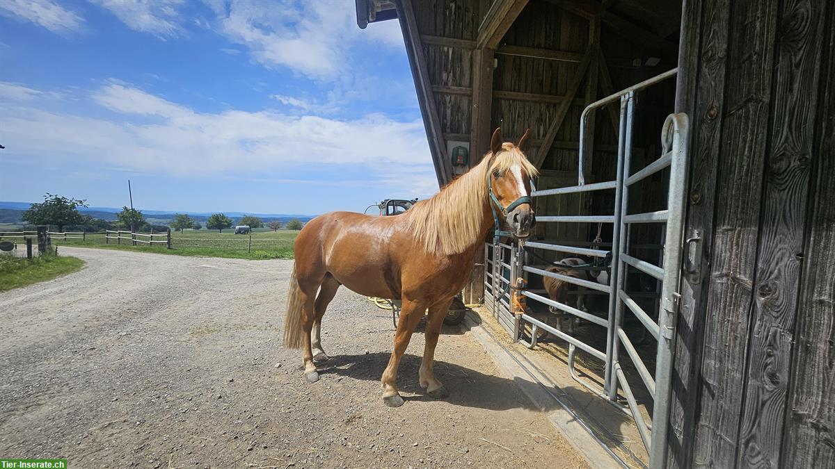 Reitbeteiligungs Perle gesucht für Jungspund Wallach nähe Winterthur