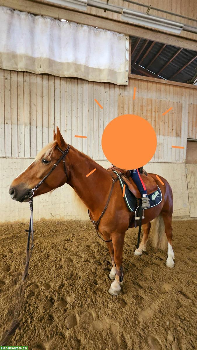 Bild 2: Reitbeteiligungs Perle gesucht für Jungspund Wallach nähe Winterthur