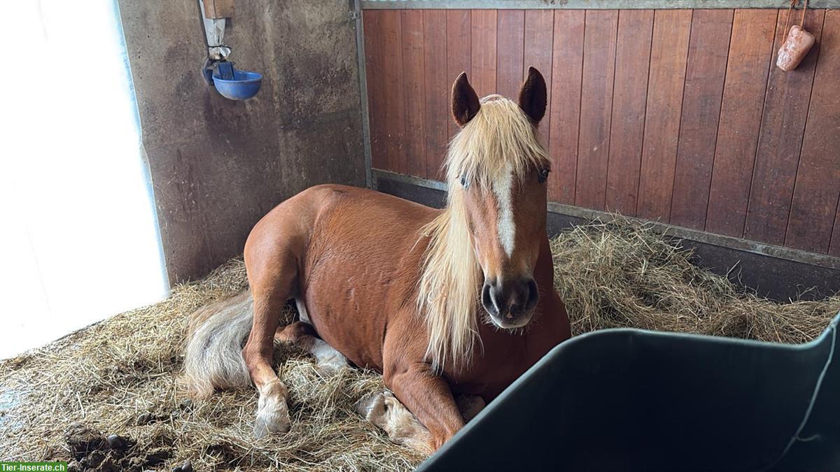 Bild 3: Reitbeteiligungs Perle gesucht für Jungspund Wallach nähe Winterthur