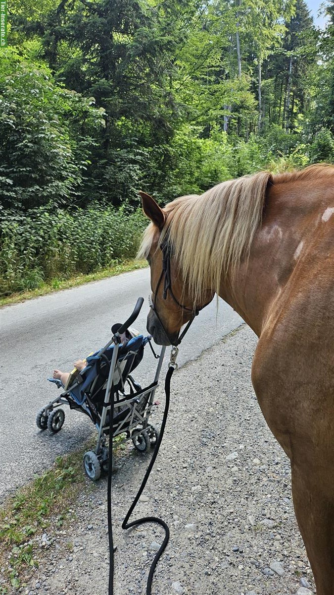 Bild 4: Reitbeteiligungs Perle gesucht für Jungspund Wallach nähe Winterthur