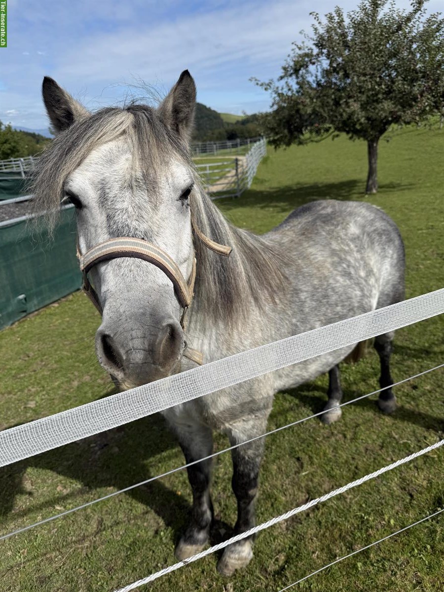 Charakterstarker Connemara Pony Wallach