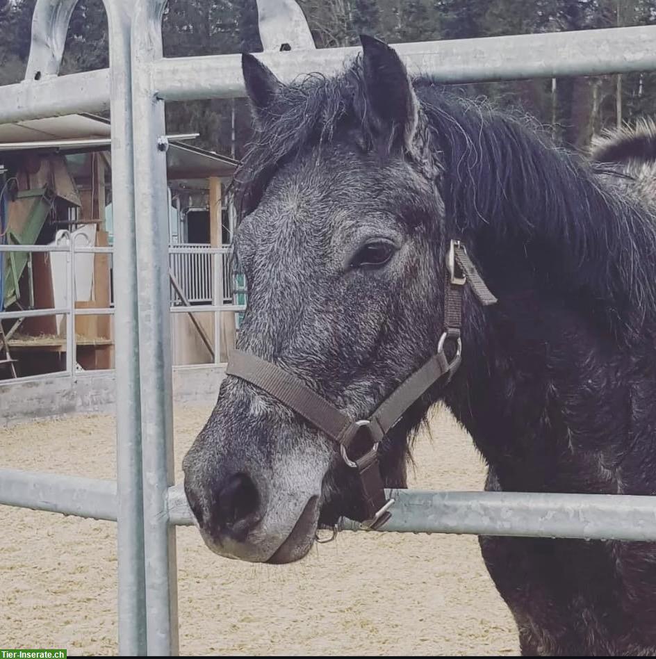 Bild 2: Charakterstarker Connemara Pony Wallach