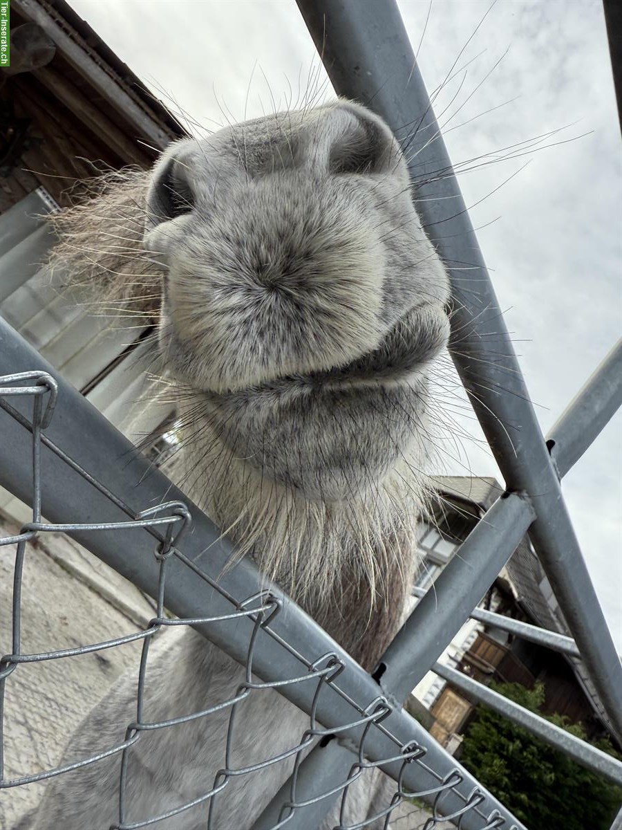 Bild 3: Charakterstarker Connemara Pony Wallach