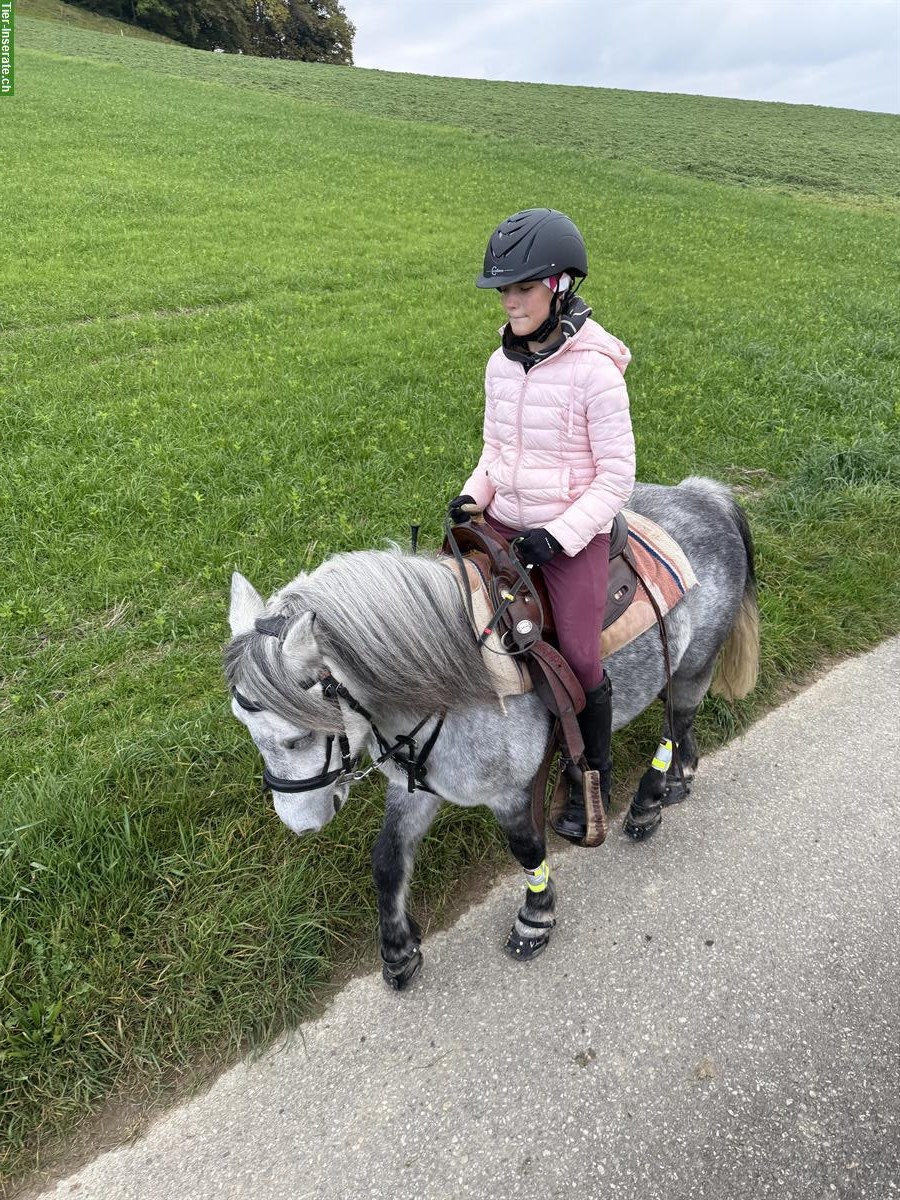 Bild 4: Charakterstarker Connemara Pony Wallach