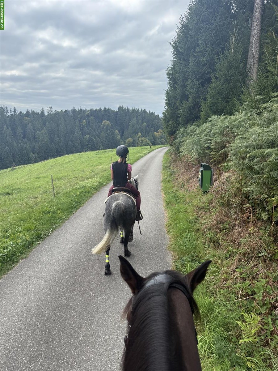 Bild 5: Charakterstarker Connemara Pony Wallach