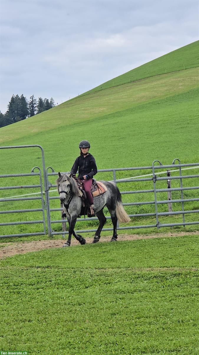 Bild 6: Charakterstarker Connemara Pony Wallach