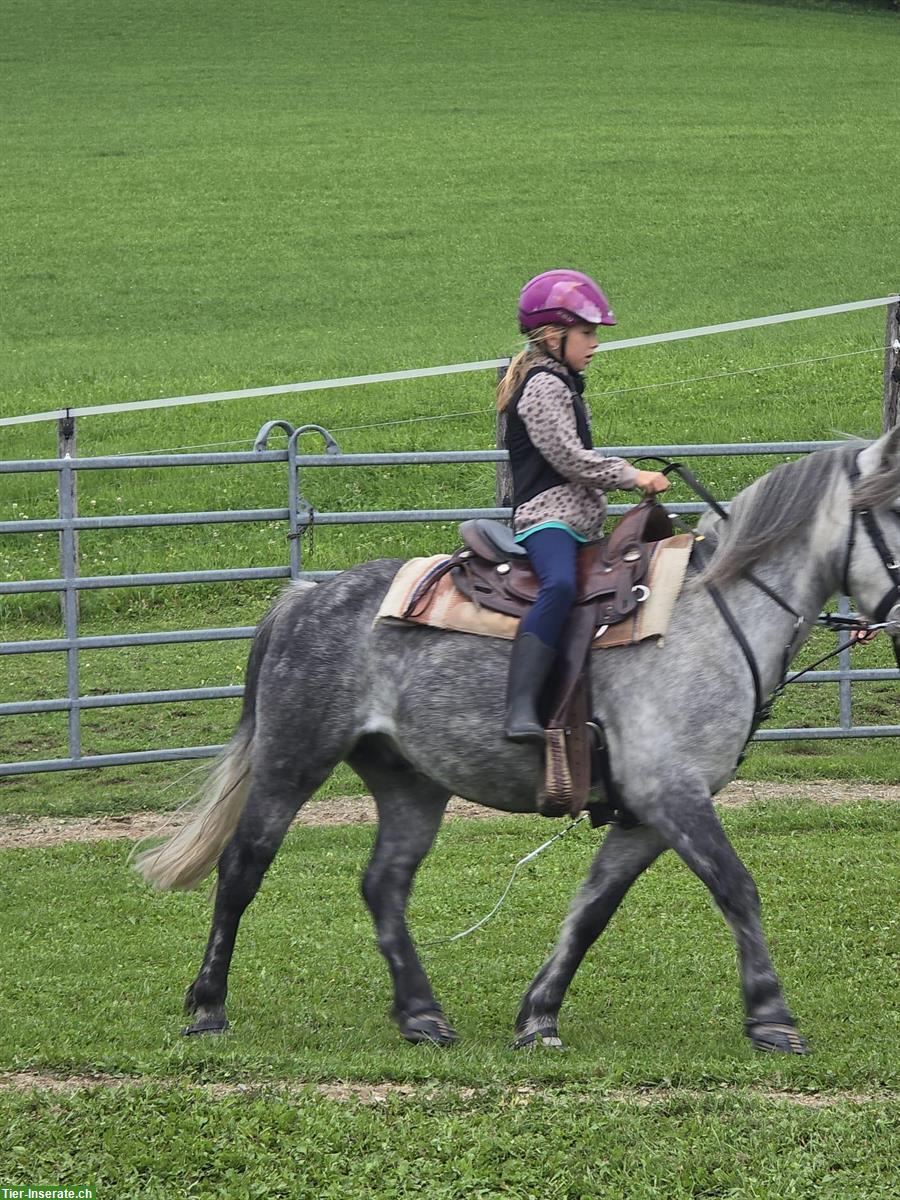 Bild 7: Charakterstarker Connemara Pony Wallach