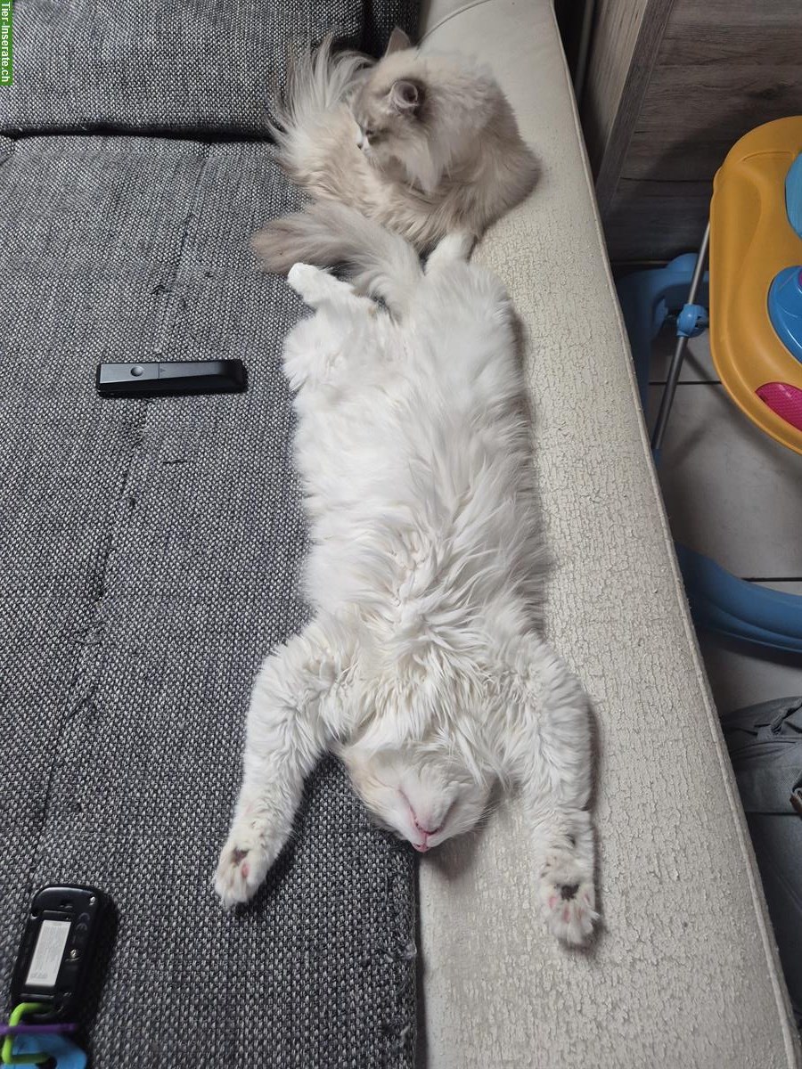 Bild 2: Liebevoller Neva Masquarade Kater